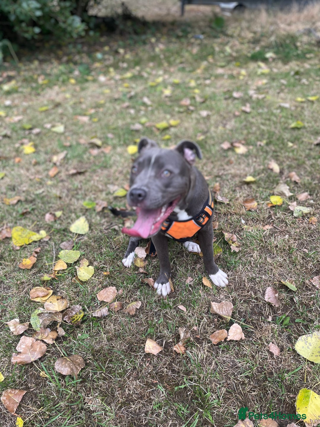 Mixed Breed dogs for sale: Staff x cane corso  - Image 2