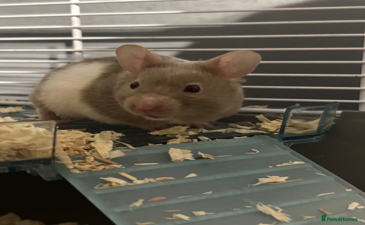 Hamster rodents - Advert 3