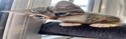 Mixed Breed cats for sale: Beautiful kitten  - Advert 7