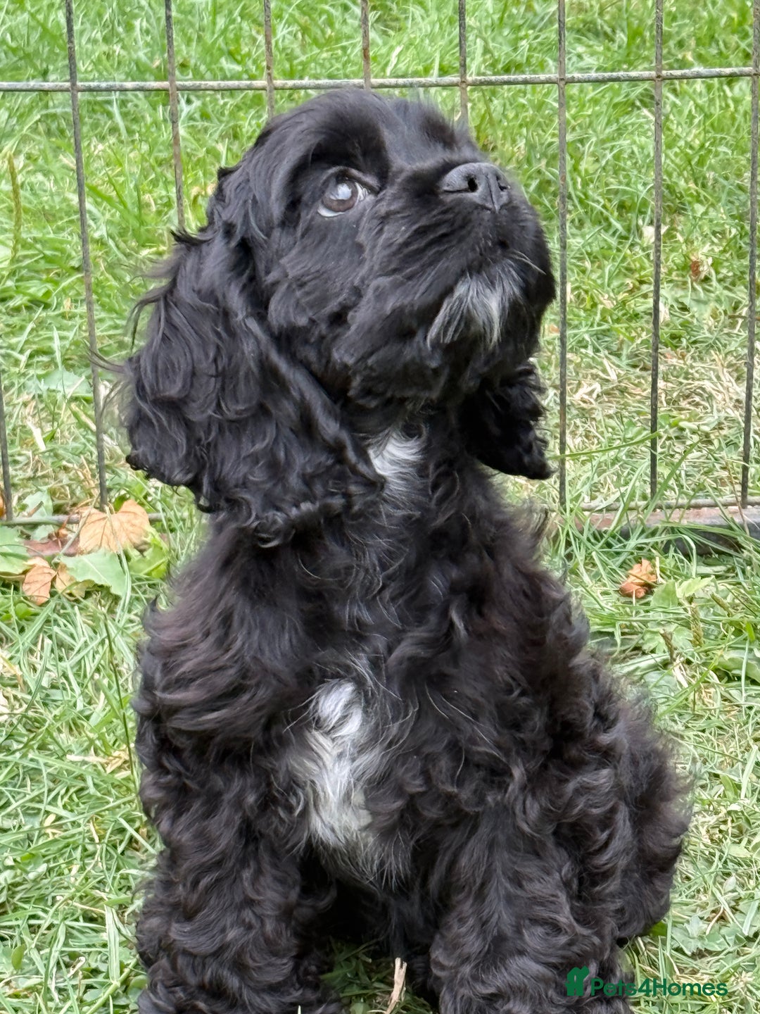 American Cocker Spaniel dogs for sale: Quality American Cocker spaniel puppies  - Image 3