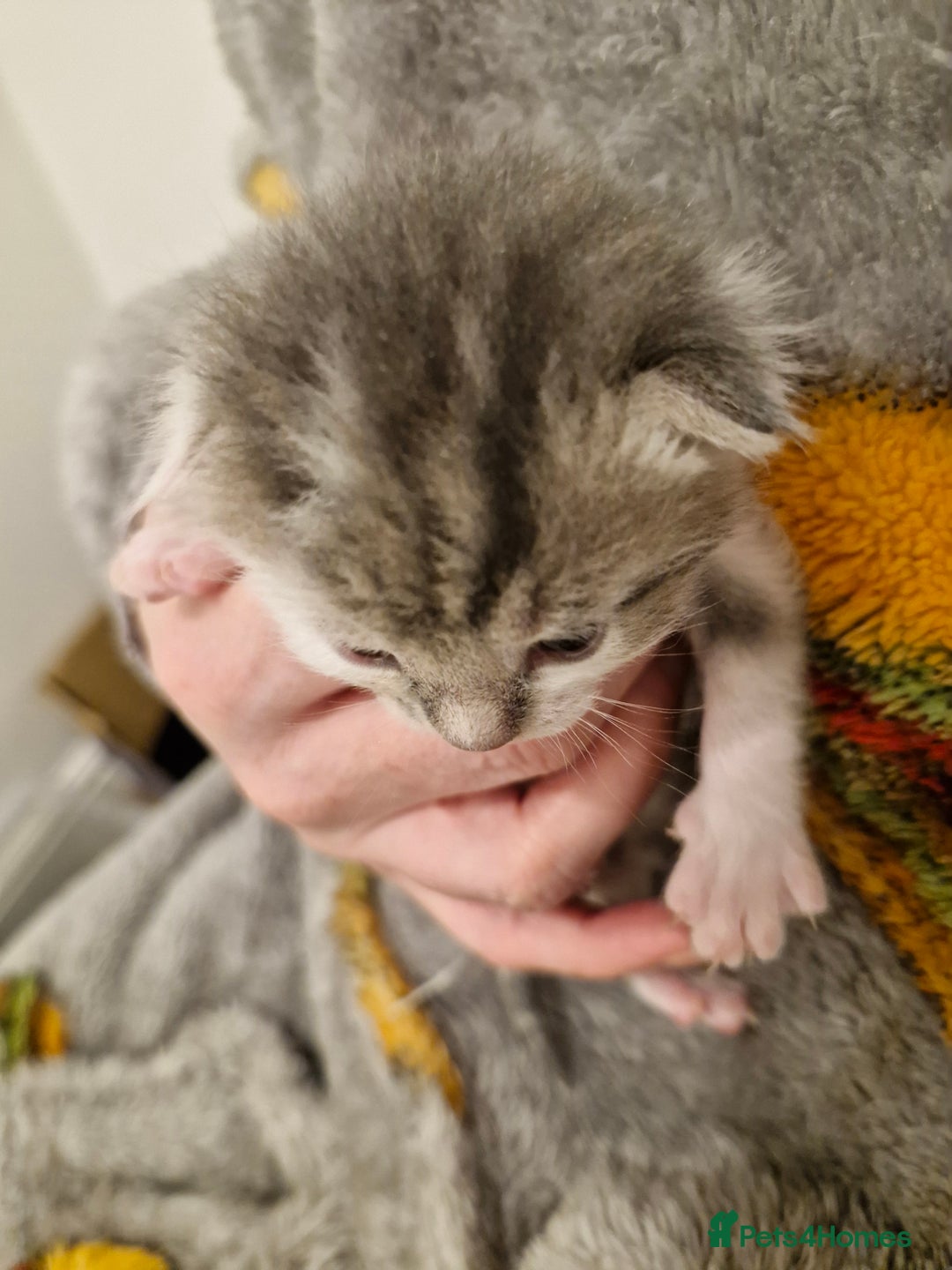 Mixed Breed cats for sale: Bengal BSH Cross Kittens - Advert 11