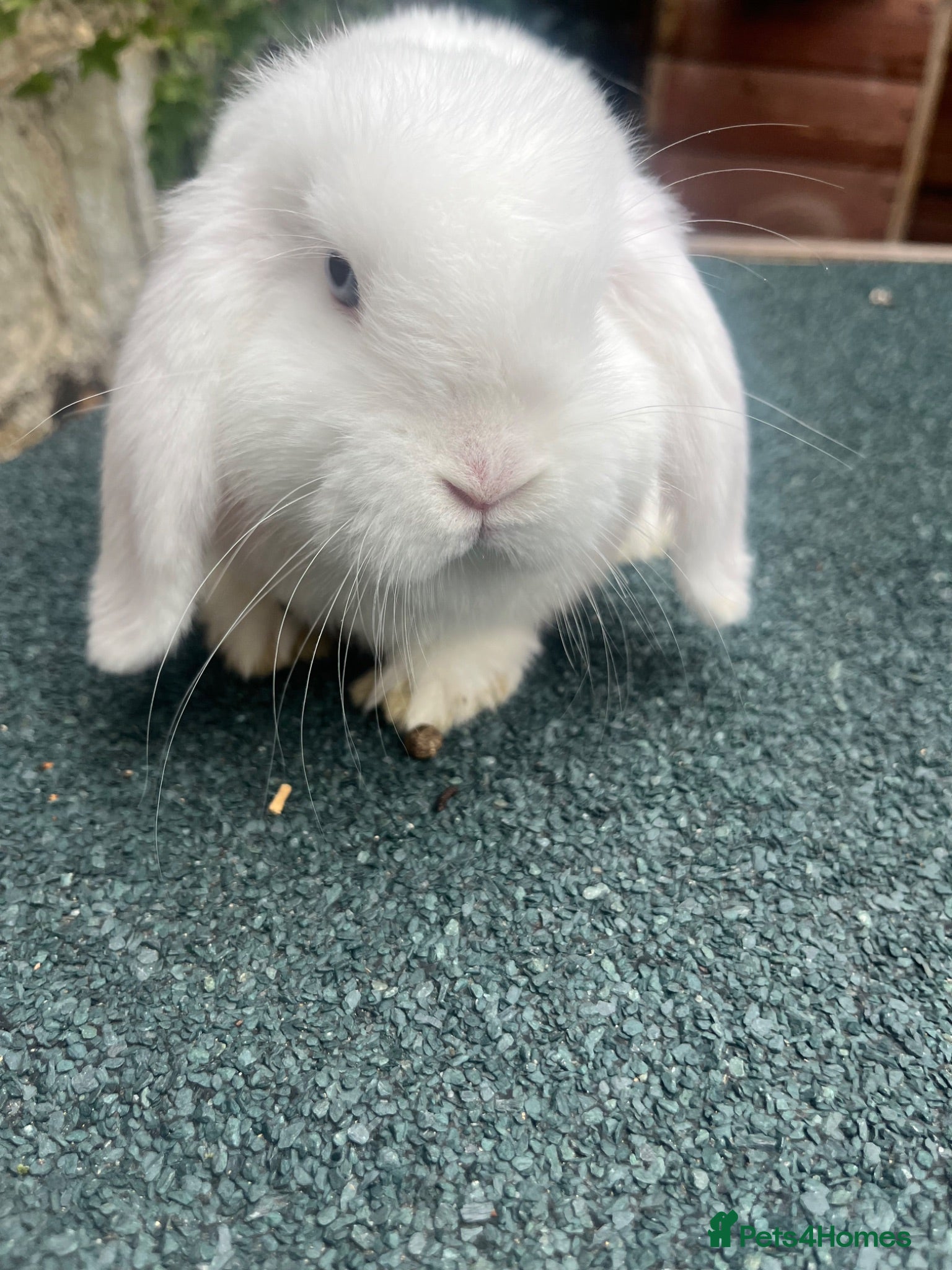 Mini Lop rabbits Mini lops ready to go 27th June  - Advert 10