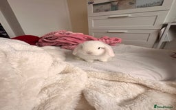 Mini Lop rabbits for sale: Mini lop bunnies for sale! - Advert 15