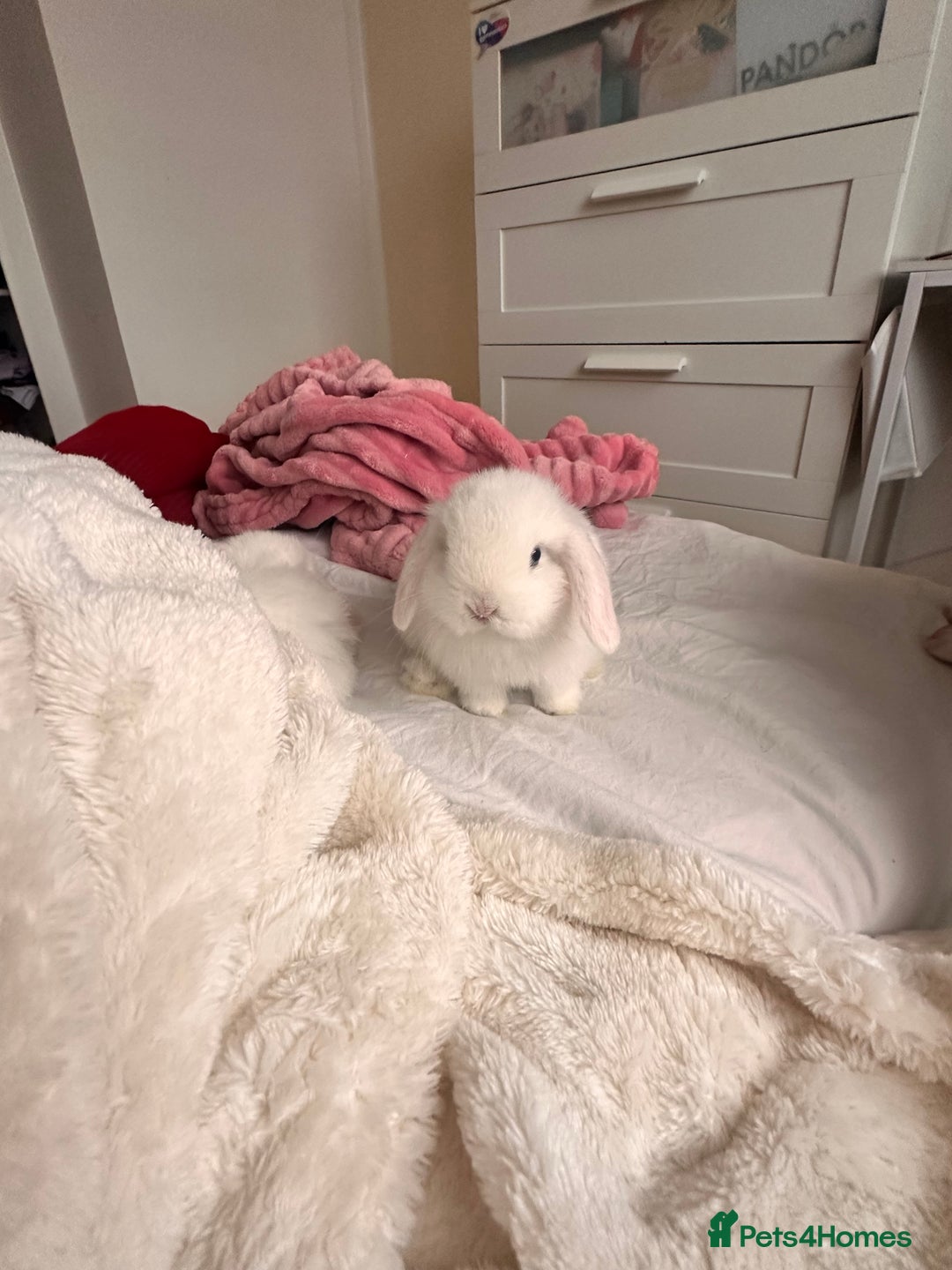 Mini Lop rabbits for sale: Mini lop bunnies for sale! - Advert 15