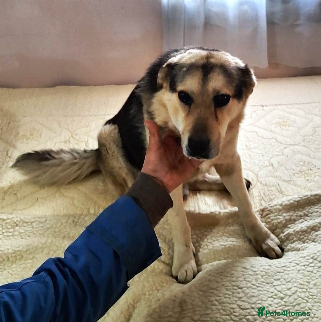 Mixed Breed dogs for adoption: Oldie but Goldie MAX needs a Loving Home - Advert 19