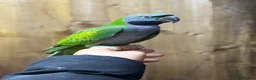 Parakeets birds for sale: Lord darbyan - Advert 3
