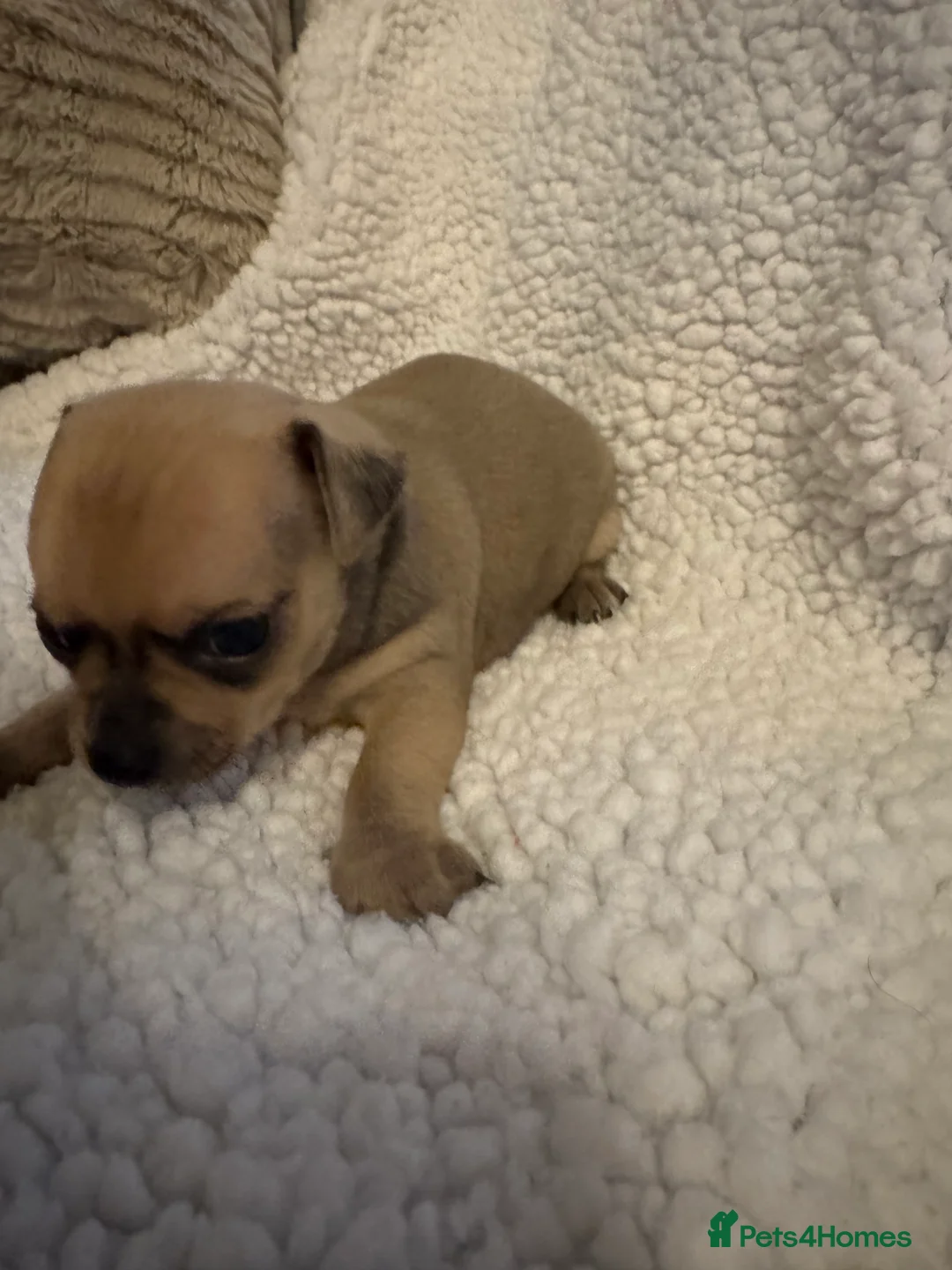 Chihuahua dogs for sale: 1 girl 1 boy  - Advert 10