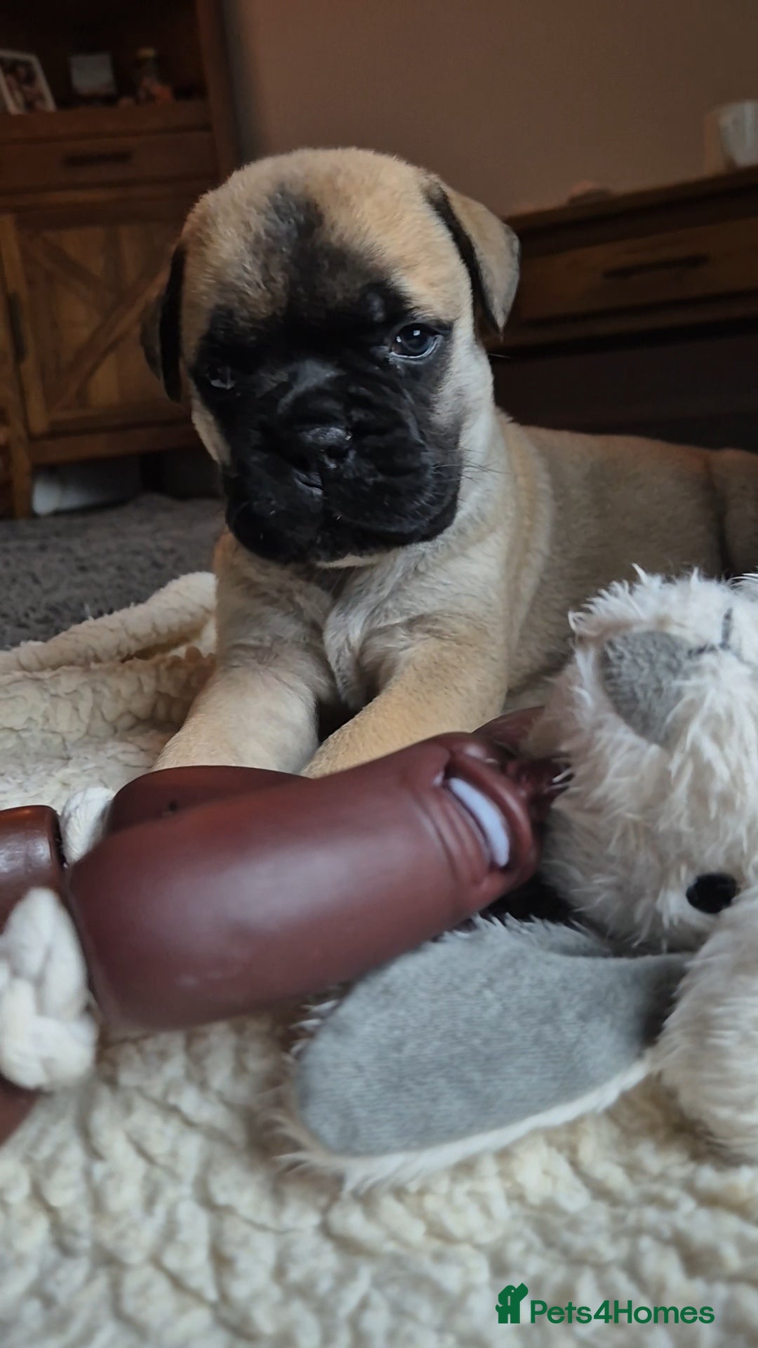 Bullmastiff dogs Beautiful Bullmastiff Puppy  - Advert 2
