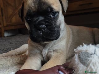 Bullmastiff dogs Beautiful Bullmastiff Puppy - Advert 2
