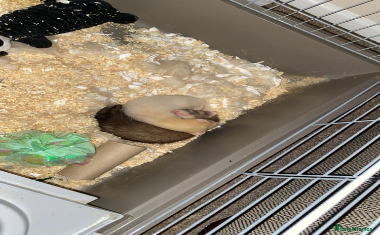 Ferret rodents - Advert 3