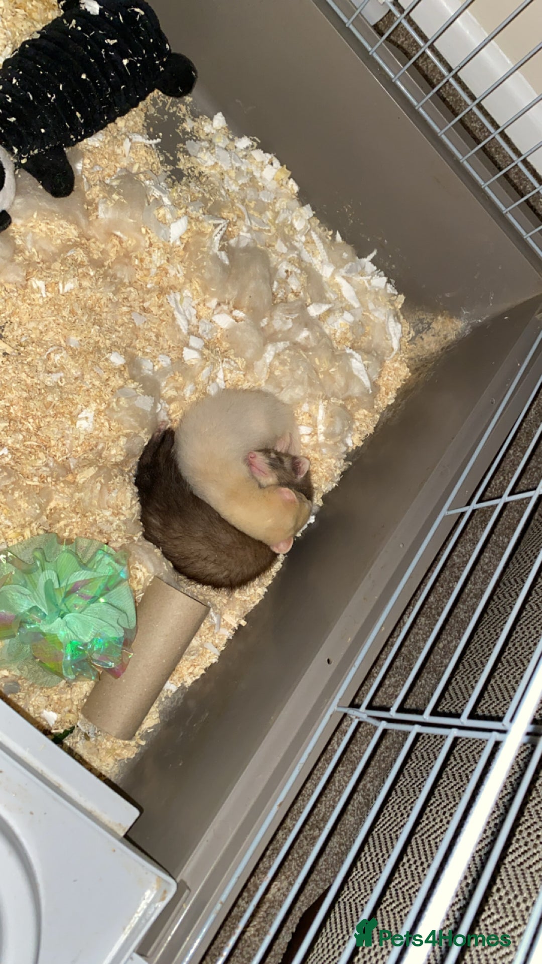 Ferret rodents for sale: Ferret - Image 1