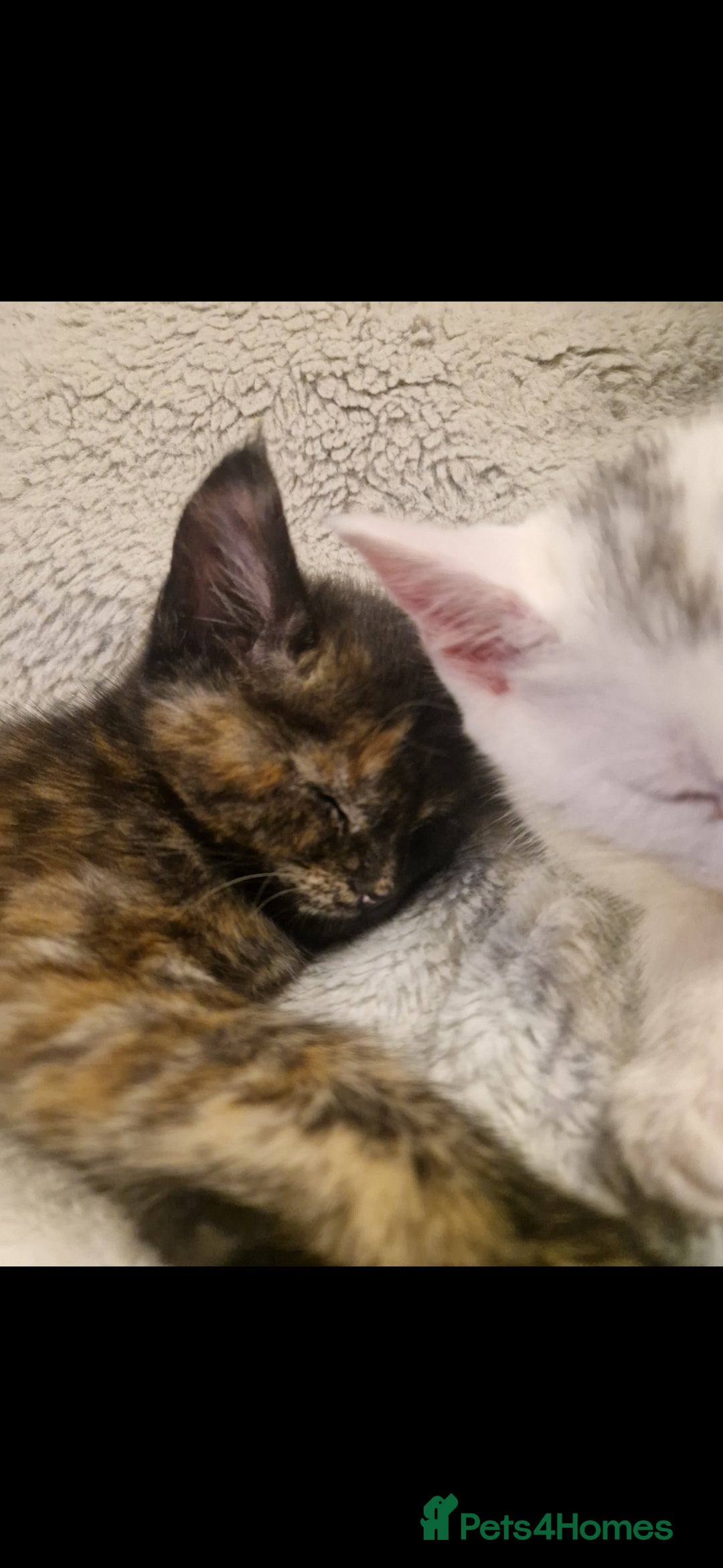Mixed Breed cats for sale: Turkish angora x Main coon kittens ready now - Advert 7