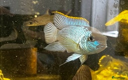 Cichlids fish for sale: Juvenile electric blue acaras - Image 2