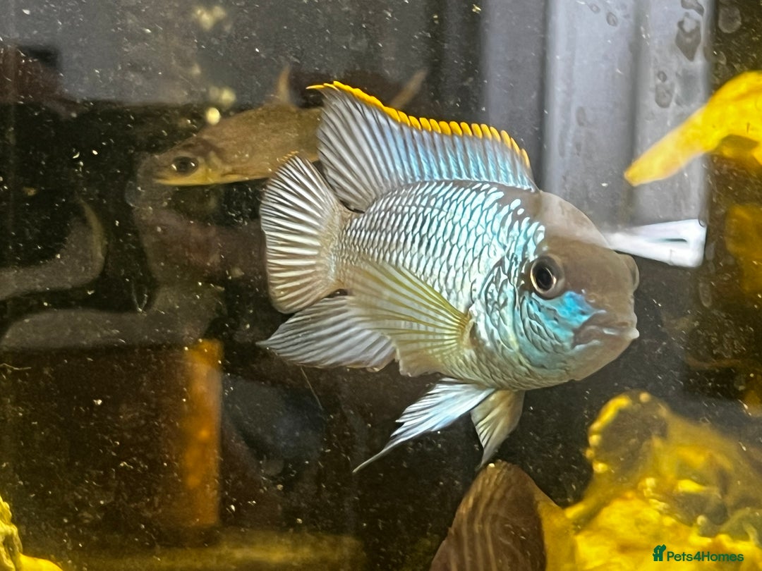 Cichlids fish for sale: Juvenile electric blue acaras - Image 2