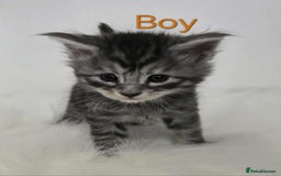 Maine Coon cats for sale: 3 Maine coon kittens. - Image 18