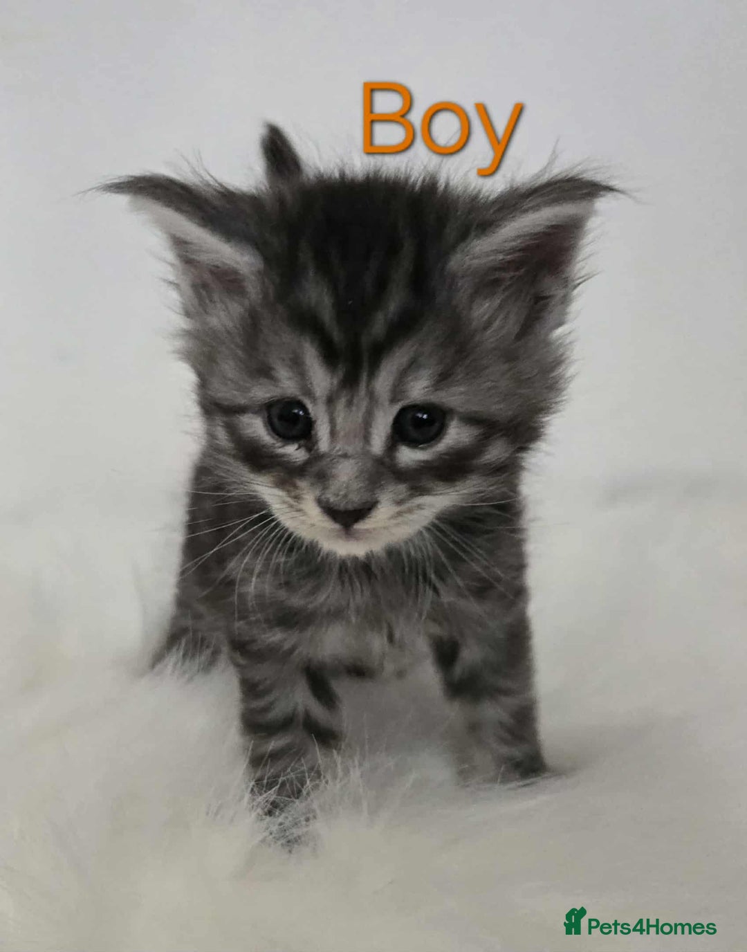 Maine Coon cats for sale: 3 Maine coon kittens. - Image 18