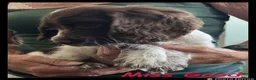Cocker Spaniel dogs for sale: Stunning Cocker Spaniels 💥 - Advert 5