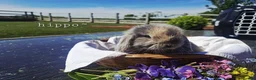 Mini Lop rabbits for sale: Beautiful Pure Bred Mini Lop rabbits - Advert 9