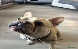 French Bulldog dogs for sale: 4 year old female French bulldog  - Image 4