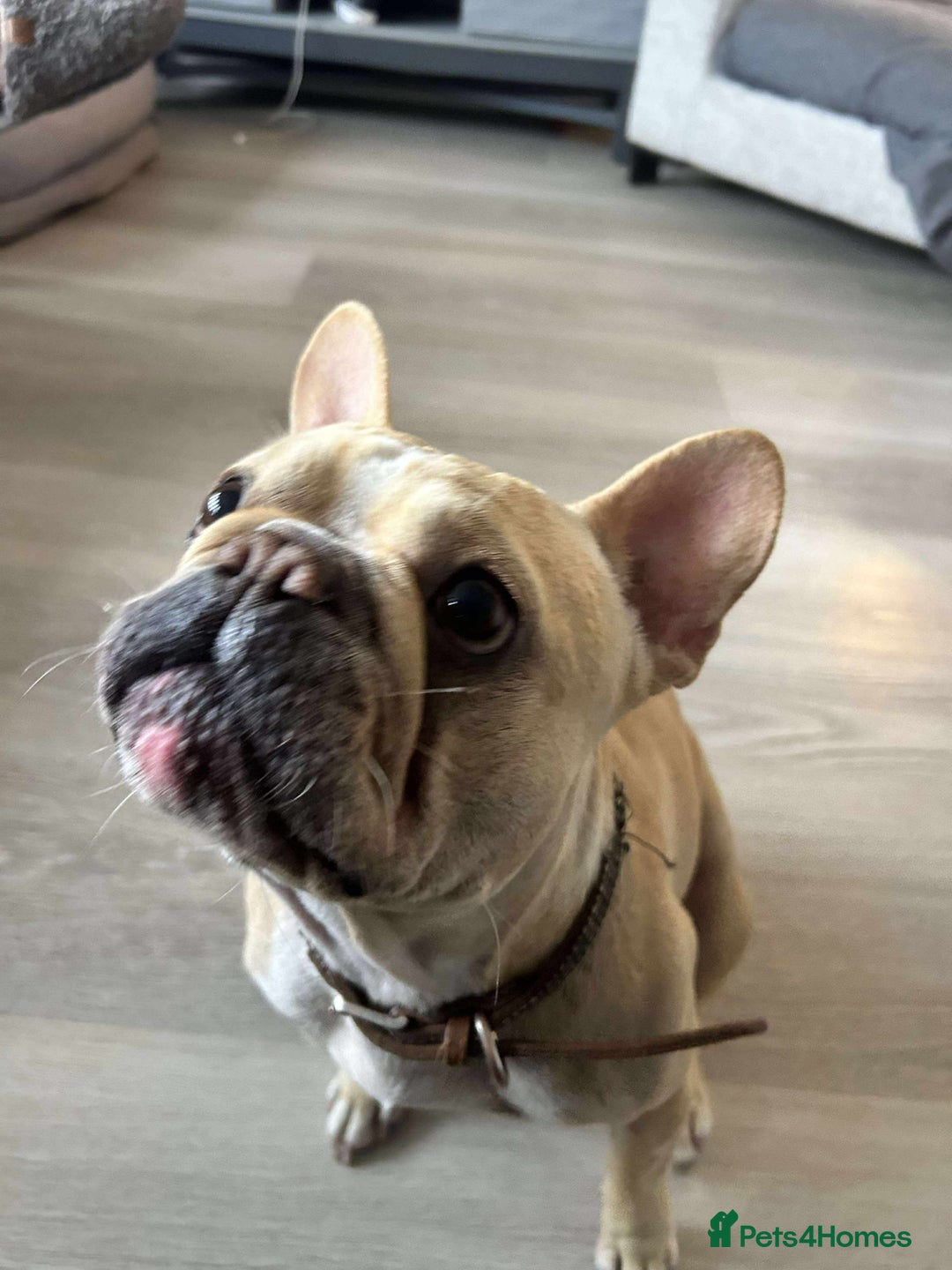 French Bulldog dogs for sale: 4 year old female French bulldog  - Image 4