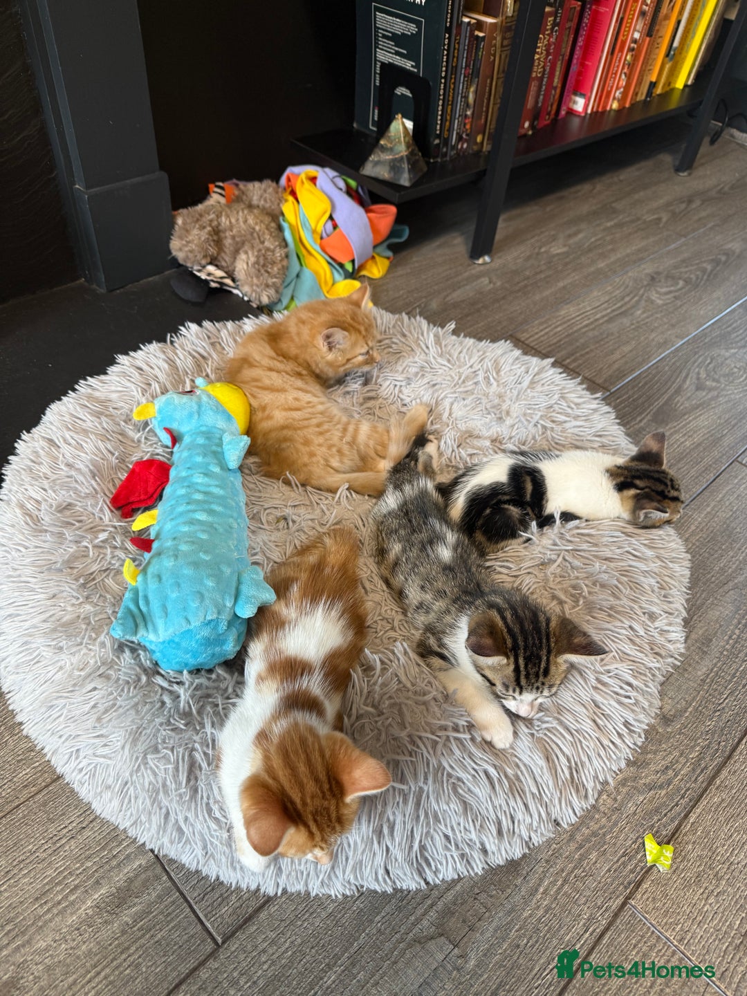 Domestic Shorthair cats for sale: Family-Raised Kittens, Friendly, Playful Ready Now - Image 25