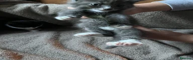 Grey Boy