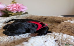 Cockapoo dogs for sale: Toy cockerpoo  - Advert 9