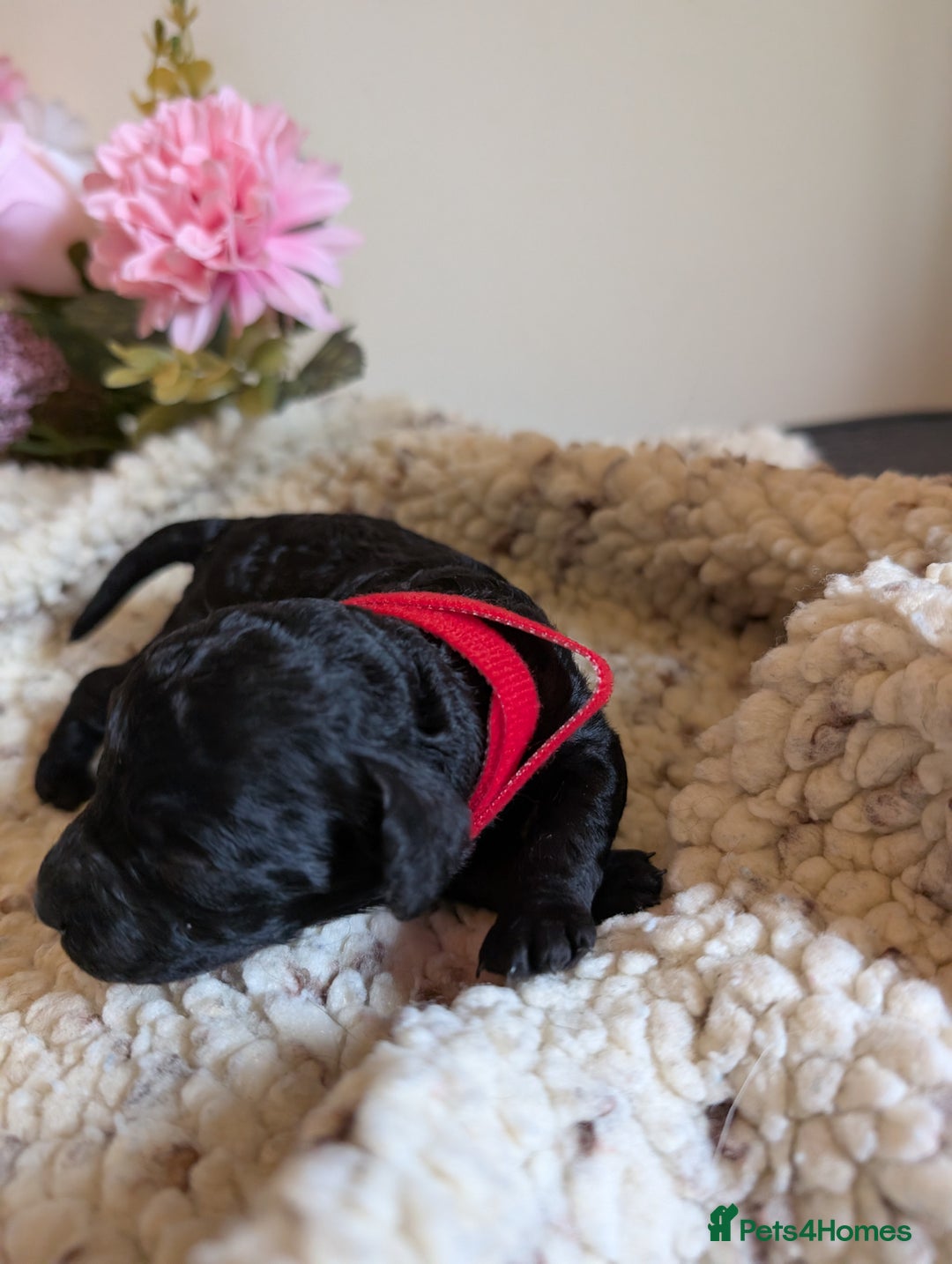 Cockapoo dogs for sale: Toy cockerpoo  - Advert 9