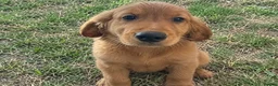 Golden Retriever dogs for sale:  beautiful litter of Golden Retriever puppies  in Birmingham - Advert 2