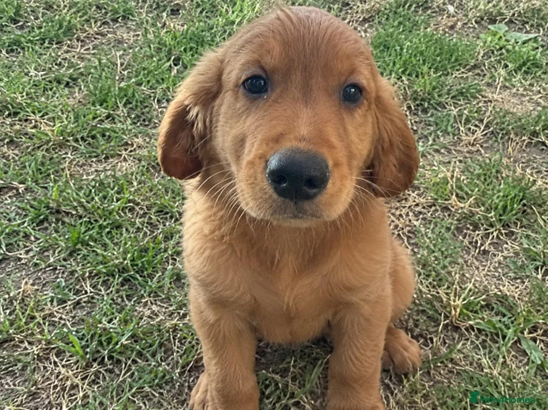 Golden Retriever dogs for sale:  beautiful litter of Golden Retriever puppies  in Birmingham - Advert 2