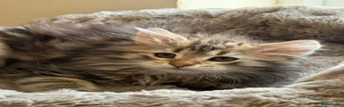 Brown tabby