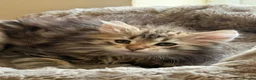 Siberian cats for sale: TICA registered traditional siberian - Advert 4