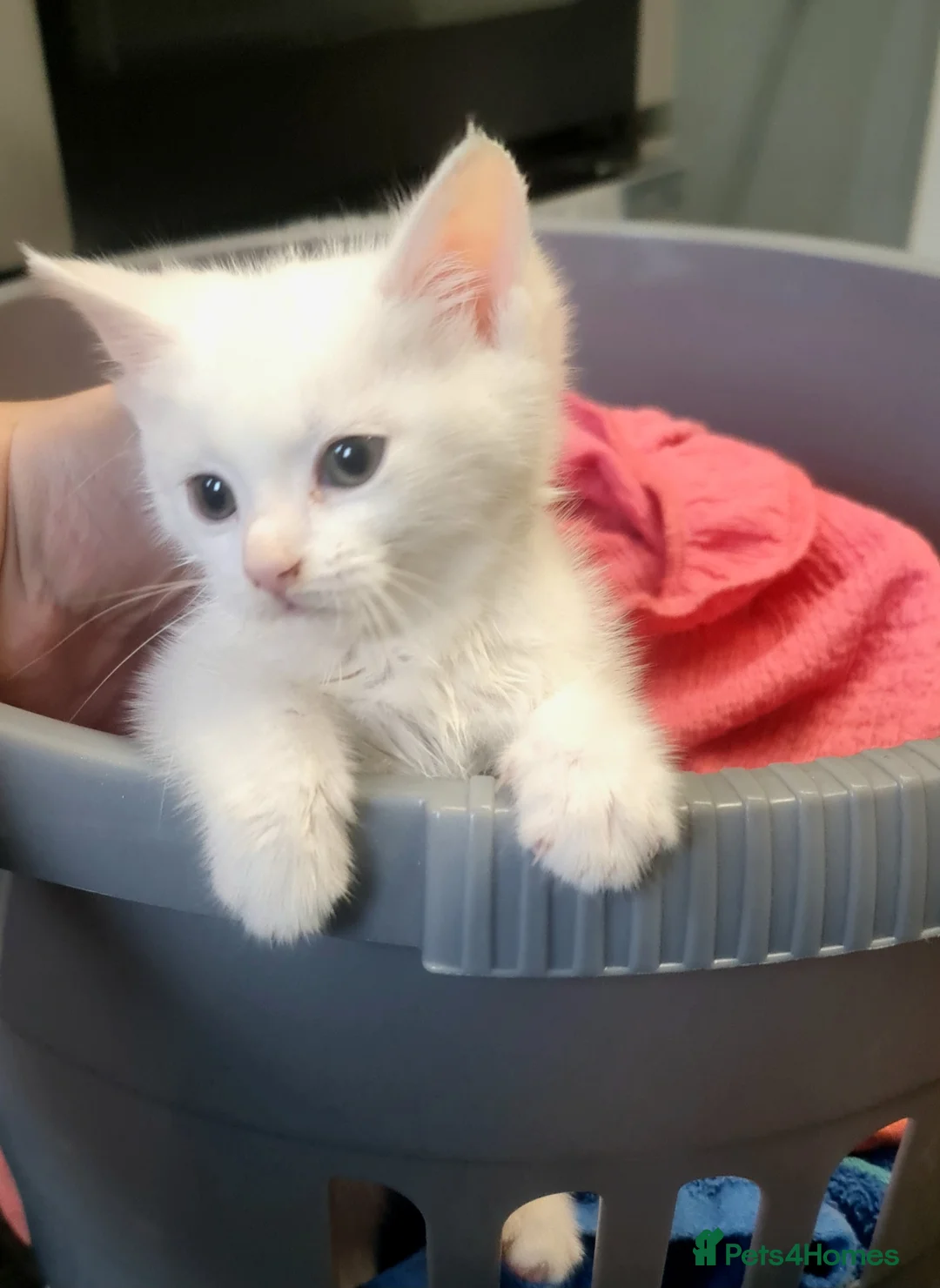 Turkish Angora cats for sale: Turkish angora kittens - Advert 1