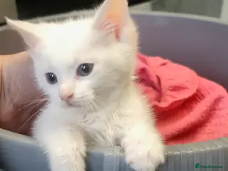 Turkish Angora cats Turkish angora kittens - Advert 1