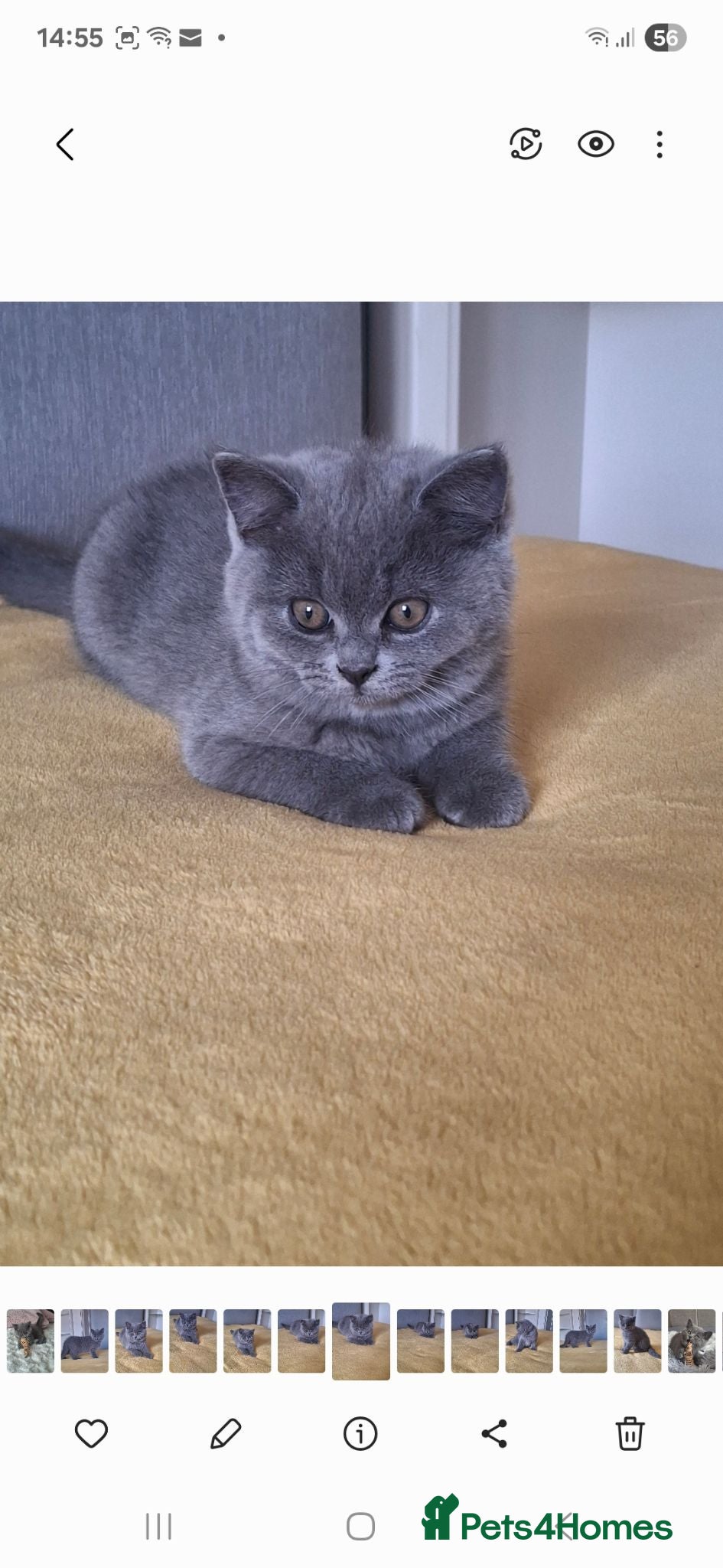 British Shorthair cats British Shorthair kittens 12 weeks old  - Advert 1