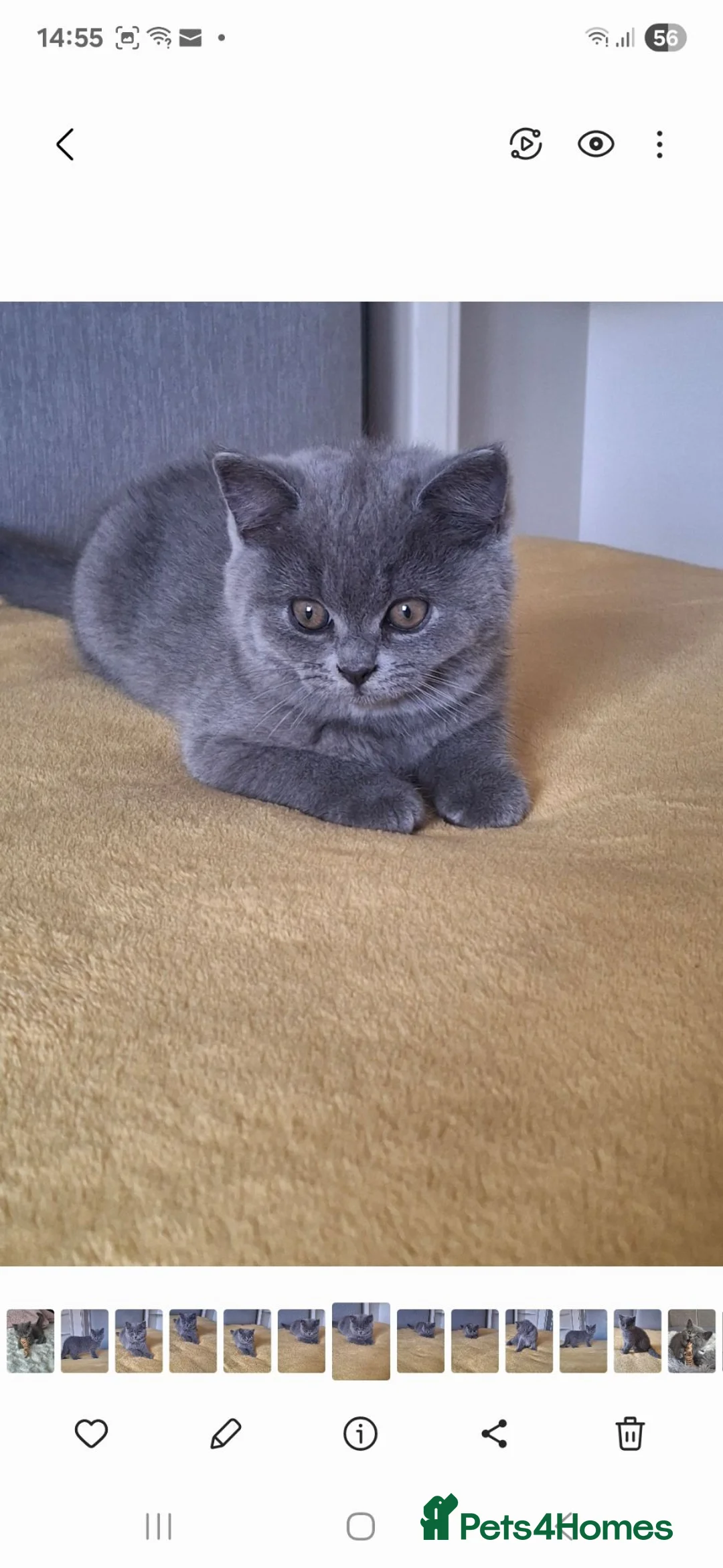 British Shorthair cats for sale: British Shorthair kittens 12 weeks old  in Luton - Advert 1