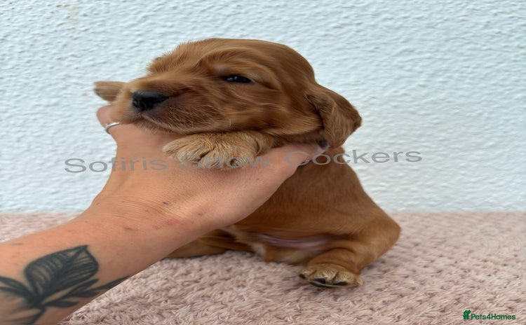Cocker Spaniel dogs - Advert 15