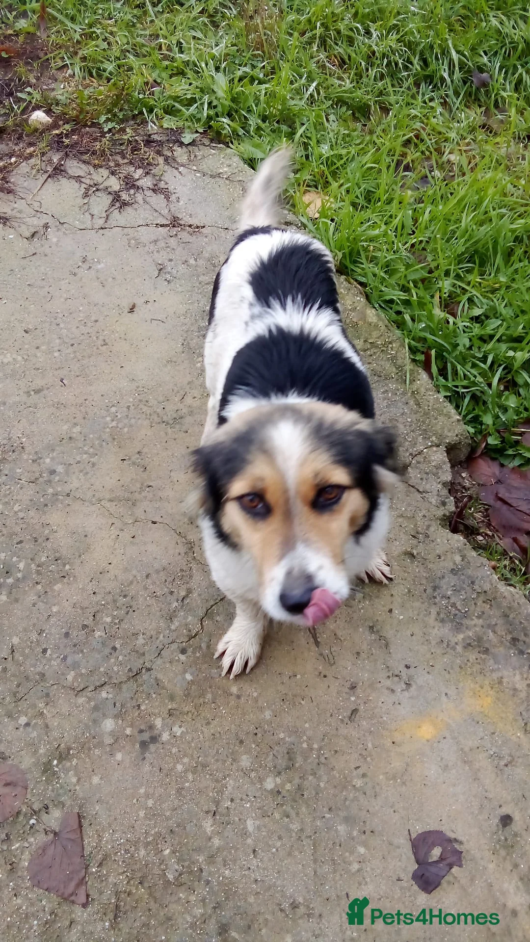 Mixed Breed dogs for adoption: ✨ Meet 🐾LORA🐾 !  She chose Trust over Fear ✨ - Advert 6