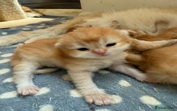 British Shorthair cats for sale: GCCFreg BSH & BLH Chocolate & Black Golden Kittens - Image 5