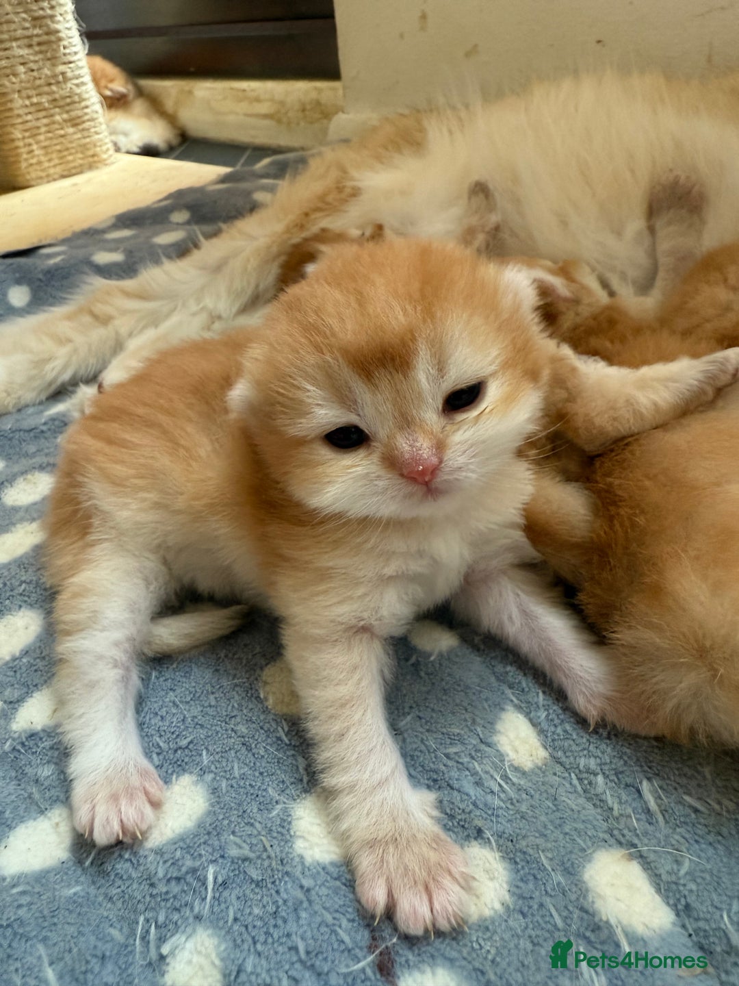 British Shorthair cats for sale: GCCFreg BSH & BLH Chocolate & Black Golden Kittens - Image 5