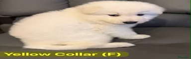 Yellow Collar (Female)