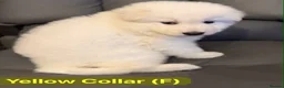 White Swiss Shepherd dogs for sale: 🏆 🏆 WORLD CHAMPION BLOODLINES KC WSS PUPS - Advert 3