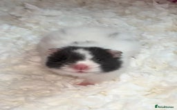 Hamster rodents for sale: Baby hamster  - Advert 5