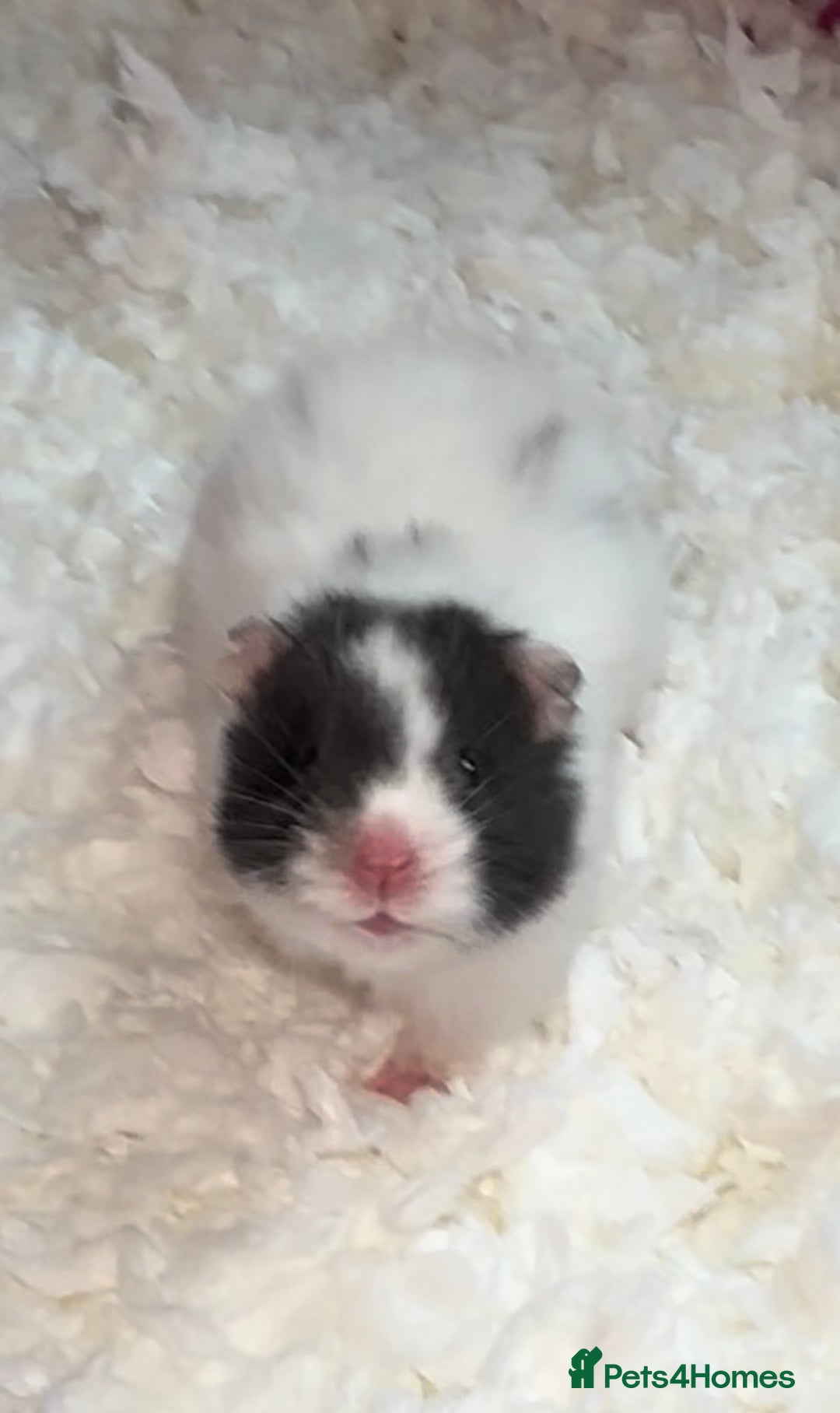 Hamster rodents for sale: Baby hamster  - Advert 5
