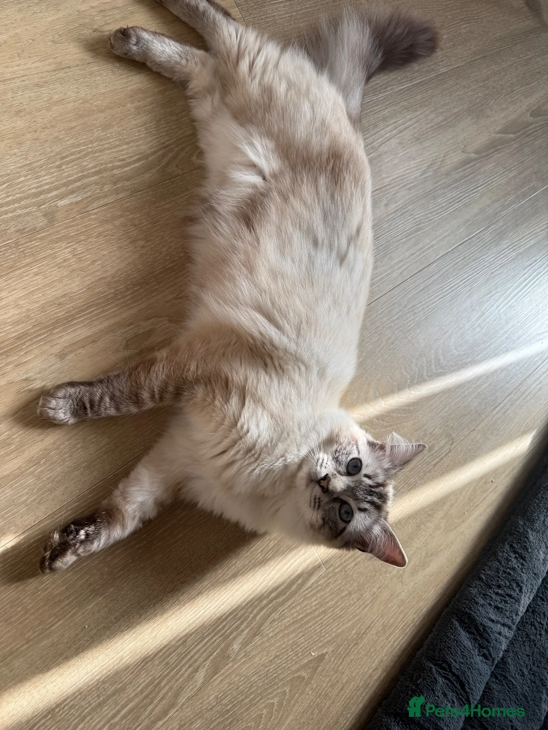 Ragdoll cats for stud: Ragdoll Stud cat - Elvis  - Advert 2