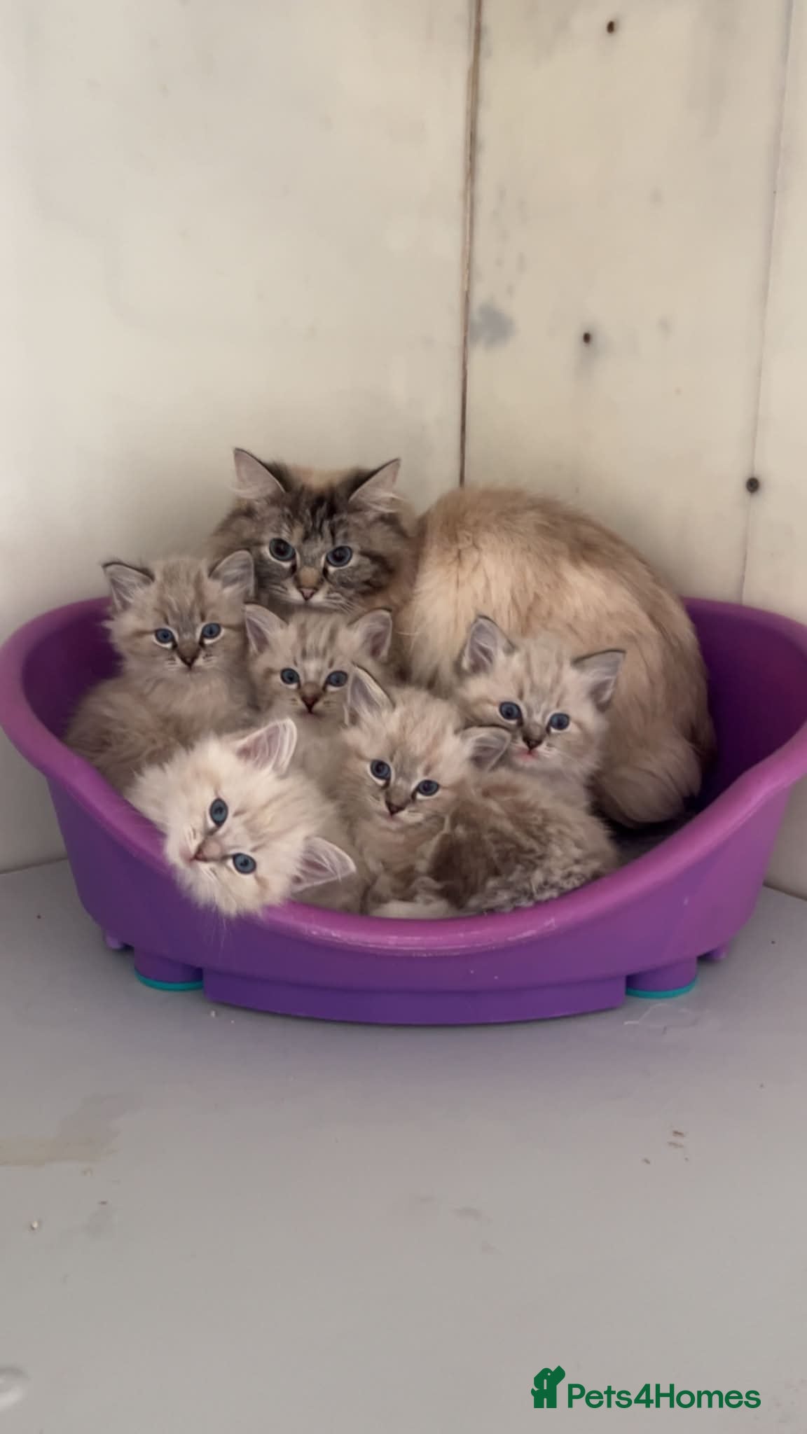 Ragdoll cats Beautiful Ragdoll Kittens - Advert 1