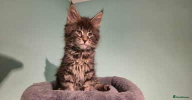 Maine Coon cats - Advert 8
