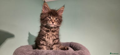 Maine Coon cats - Advert 11