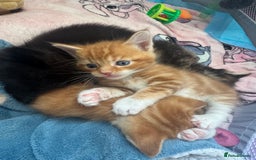 Mixed Breed cats for sale: Main coon mix kittens - Image 20
