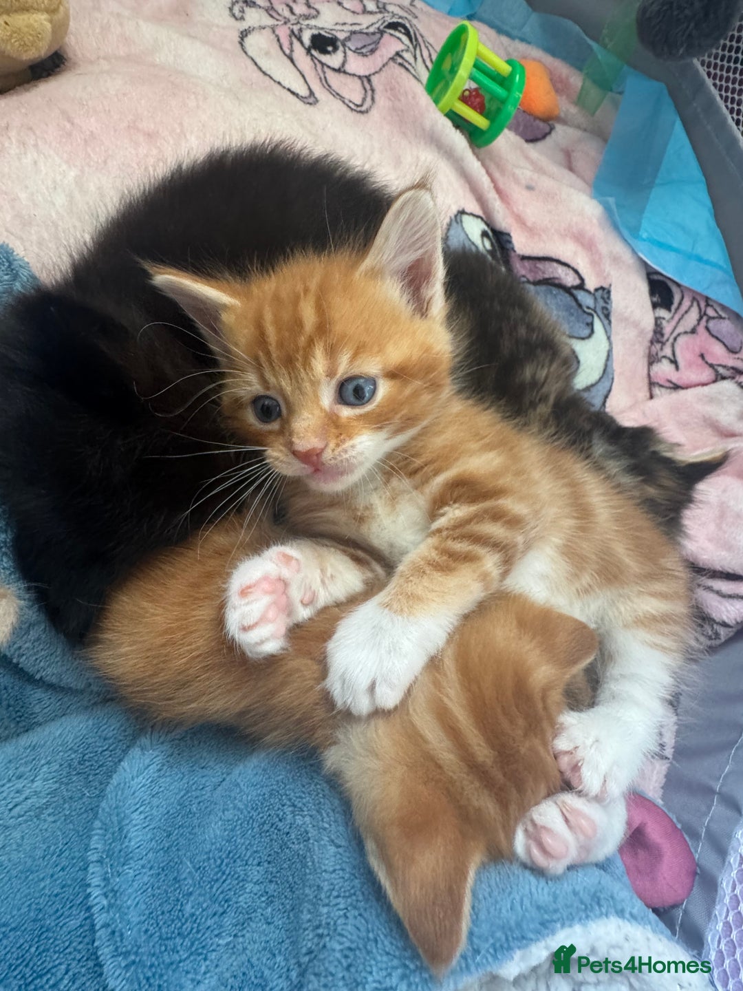 Mixed Breed cats for sale: Main coon mix kittens - Image 20